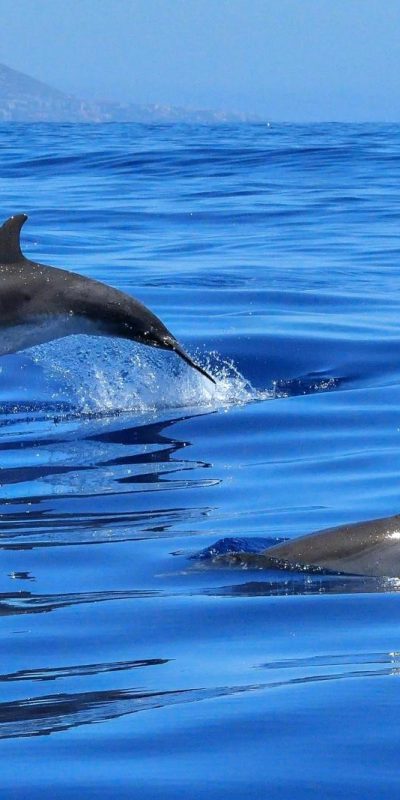 Dolphin-Trip-Sabang